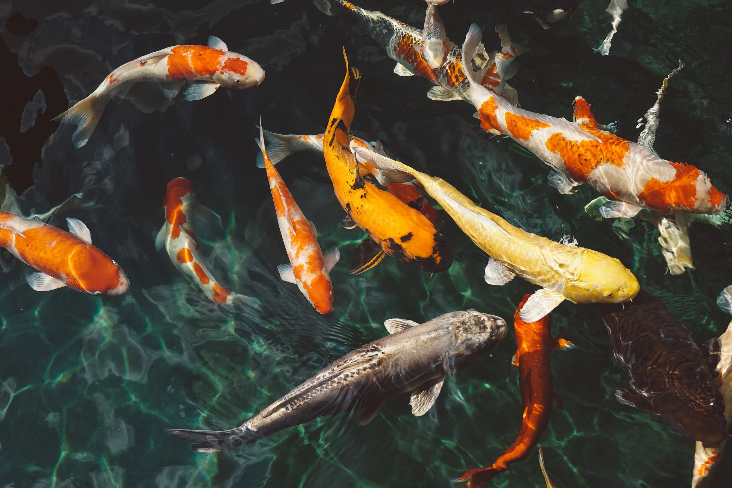 Ikan koi berkumpul di permukaan kolam