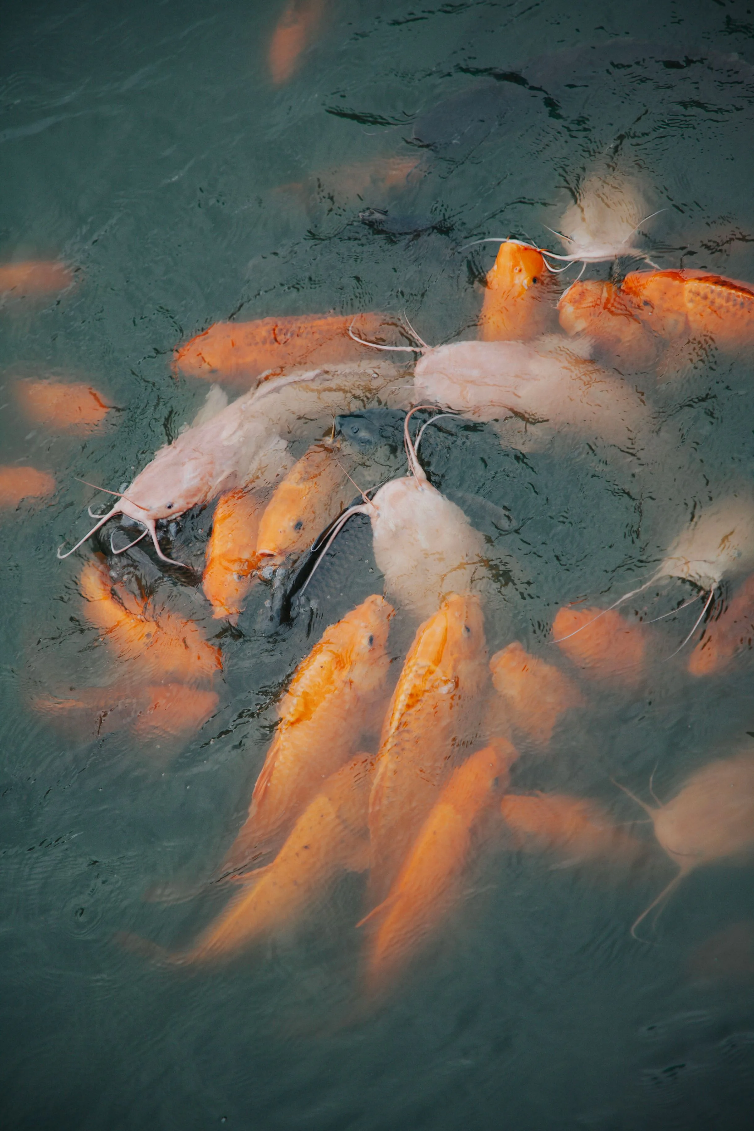 Ikan lele dan ikan koi di kolam