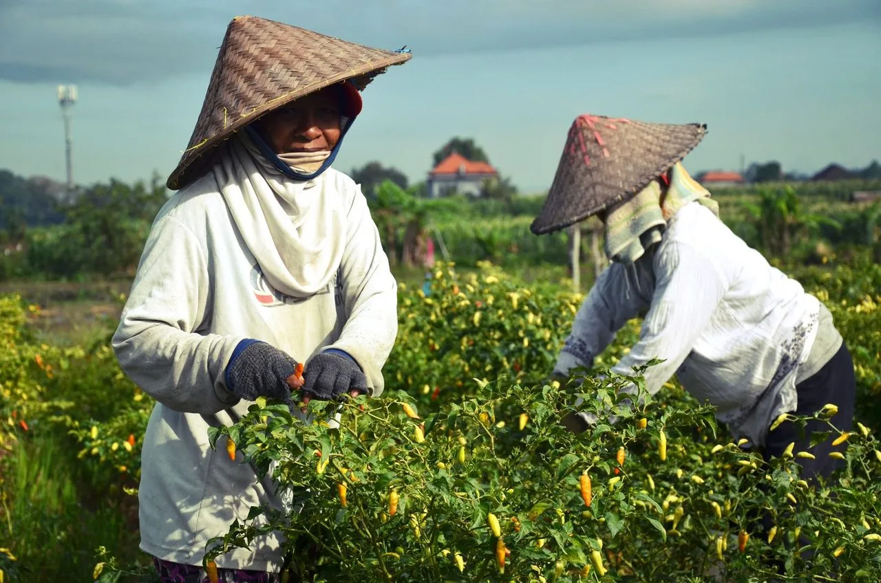 Petani memetik cabai di kebun
