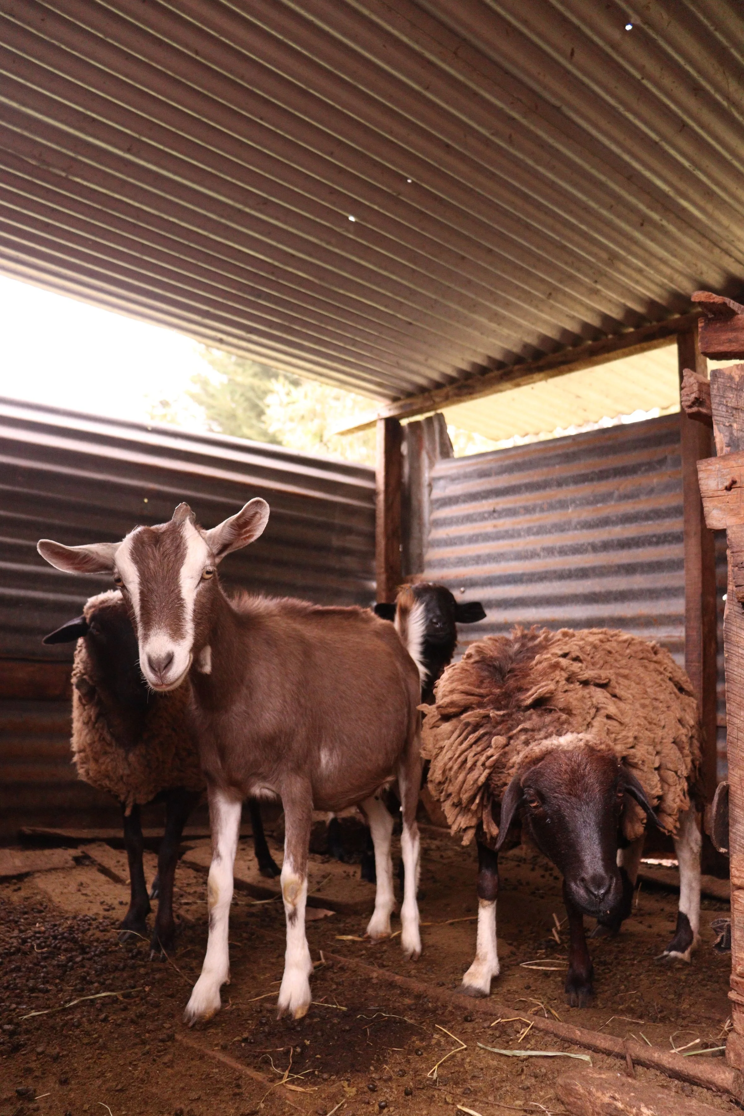 Kambing dan domba di kandang beratap seng