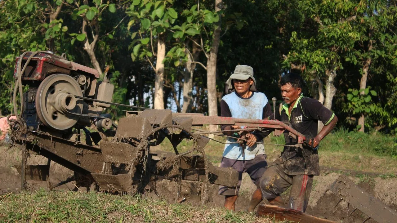 Dua petani membajak sawah dengan traktor tangan