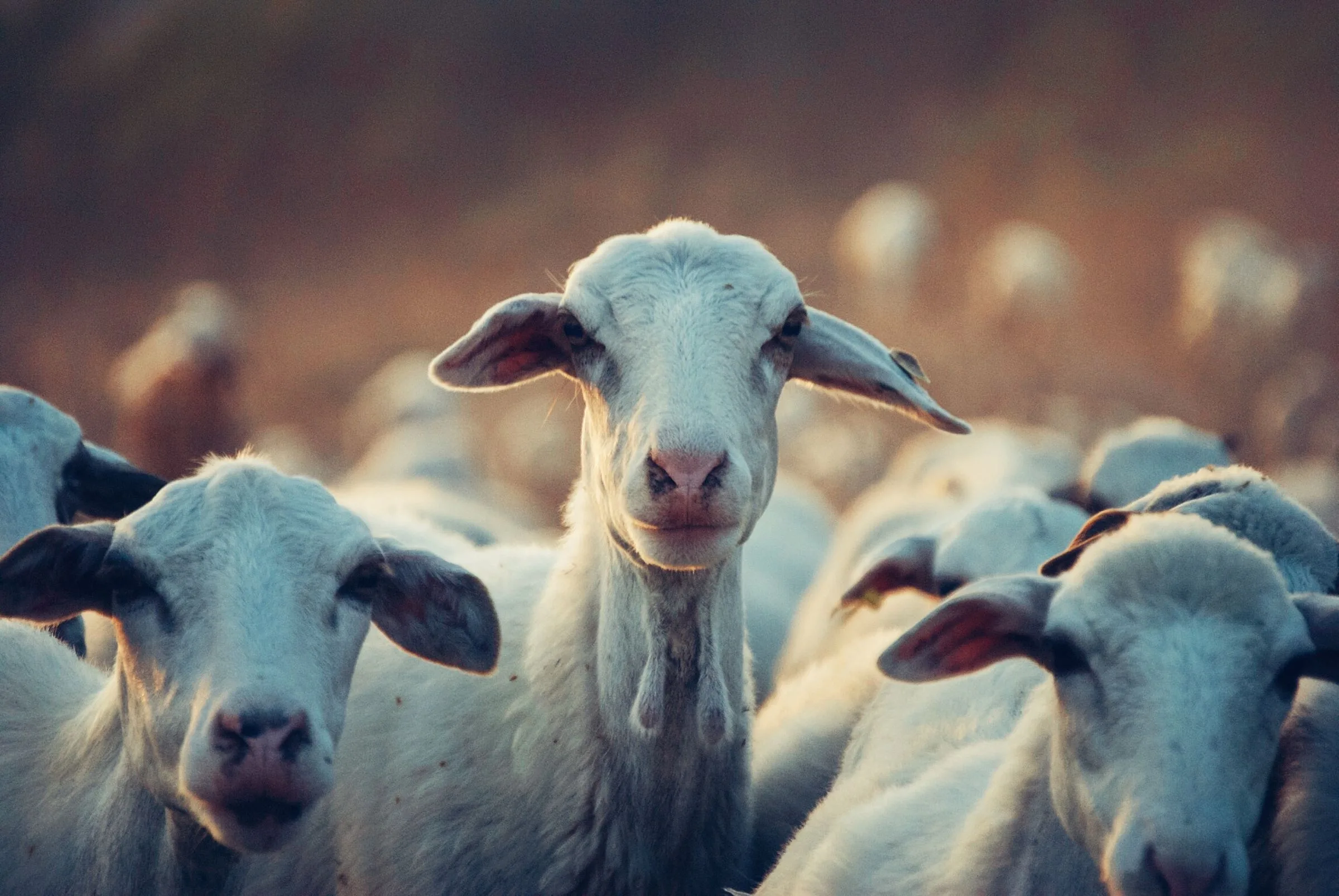 Kawanan kambing putih berdiri berdekatan
