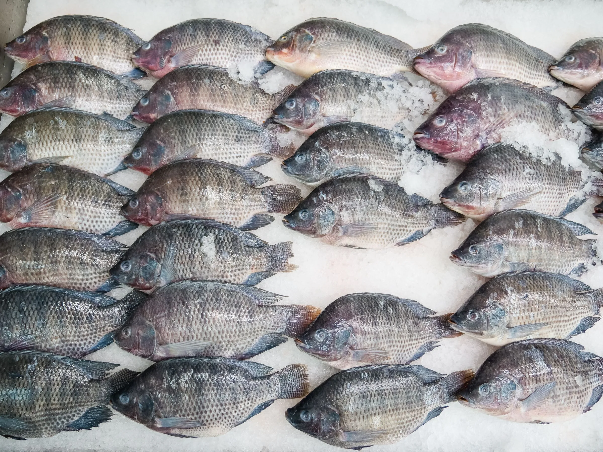 Ikan nila segar berjajar di atas es